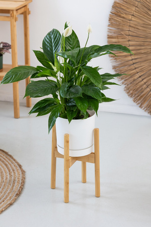 Kwietnik stojący REGULOWANY 25-36 drewniany stojak na kwiaty rośliny NEST