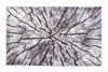 Dywan NOVO Strado nowoczesny pień drzewa do salonu delikatny szary wzór velvet Szary Pień 140x200 cm
